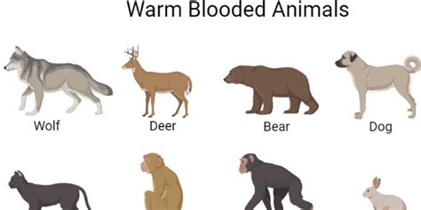 The Evolution of Warm-Blooded Animals