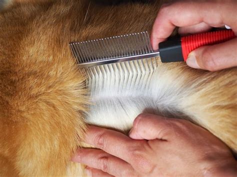 The Flea Comb Test