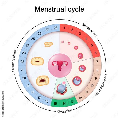 The Follicular Phase and Ovulation