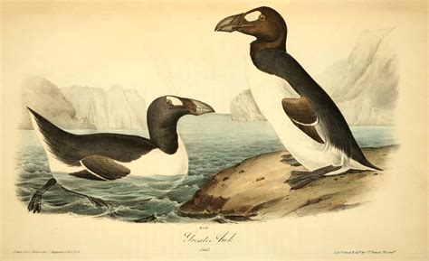The Great Auk