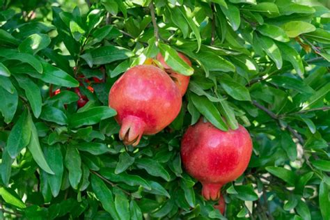 The Guide to Growing Parfianka Pomegranate Trees in Your Garden
