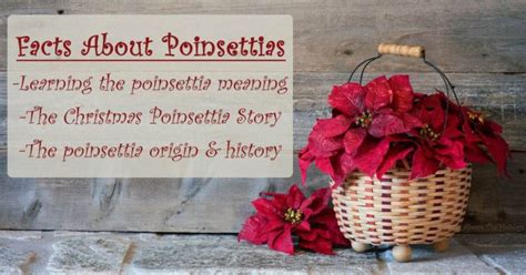 The History And Significance Of The Poinsettia