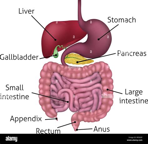 The Human Digestive System Diagram With Labels