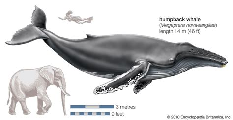 The Humpback Whale