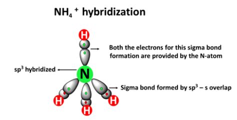 The Hybridization of NH4