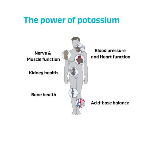 The Importance Of Potassium For Muscle Function