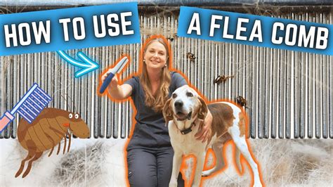 The Importance of Flea Combing