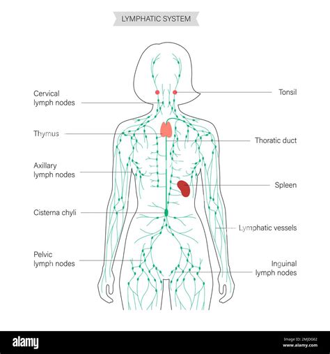 The Lymphatic System