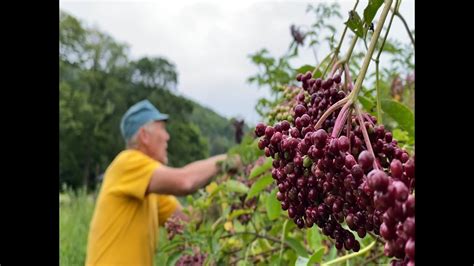 The Magic Behind Elderberries