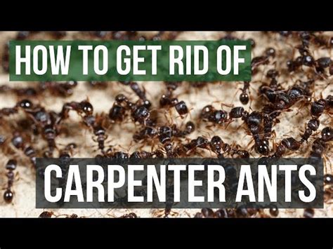 The Main Culprit: Carpenter Ants