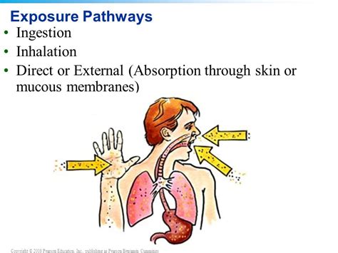 The Main Pathways: Ingestion and Inhalation