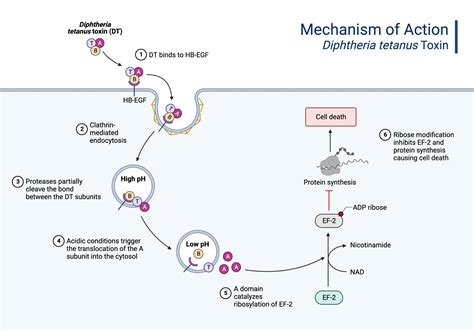 The Mechanism of Action