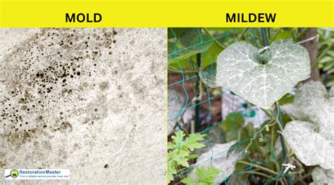 The Mildew and Mold Culprit
