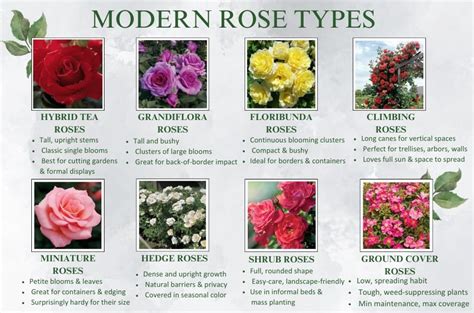 The Modern Marvels: Contemporary Rose Types
