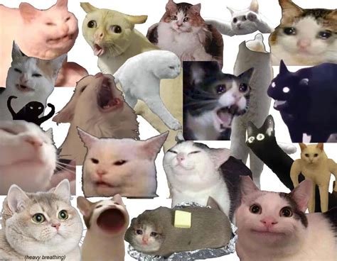 Popular Cat Memes