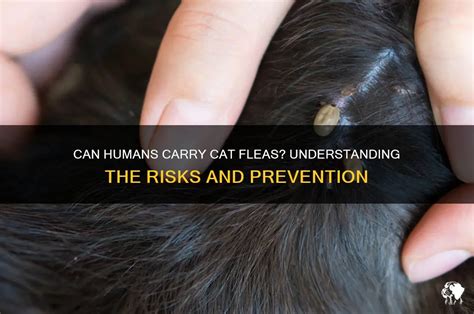 The Myth vs Reality Can Humans Carry Fleas