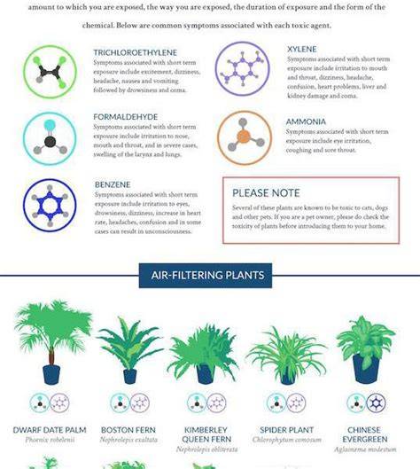 The Nasa Guide To Air Filtering Houseplants