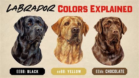 The Official Three: Understanding Labrador Colors