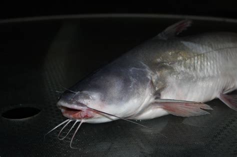 The One-Eyed Catfish