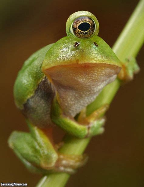 The One-Eyed Frog