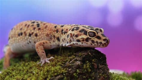 The One-Eyed Gecko