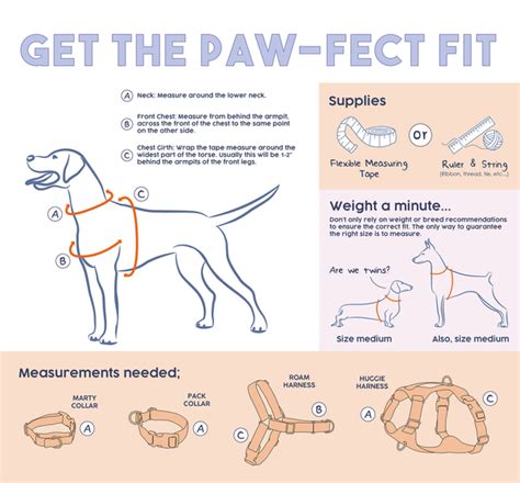 The Perfect Fit: Measuring Your Dog