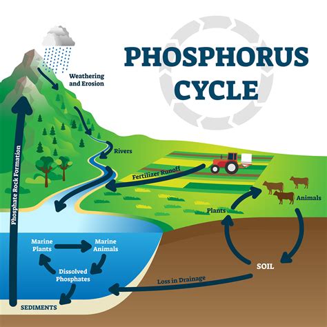 The Phosphorus Cycle Worksheet Answers