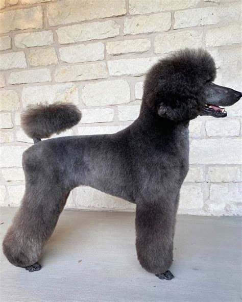 The Poodle Cut
