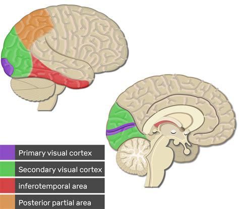 The Primary Visual Cortex: Where Sight is Made Real