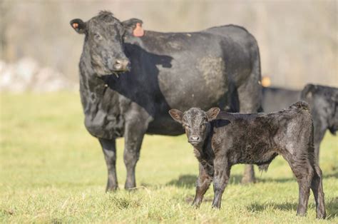 The Proactive Approach: Eliminating Breeding Grounds