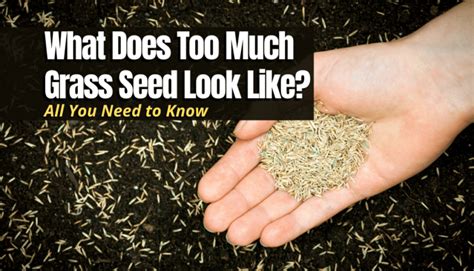 The Problem with Too Much Grass Seed