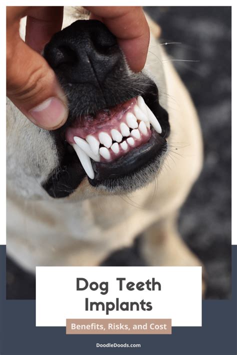 The Process How Dog Teeth Implants Are Placed