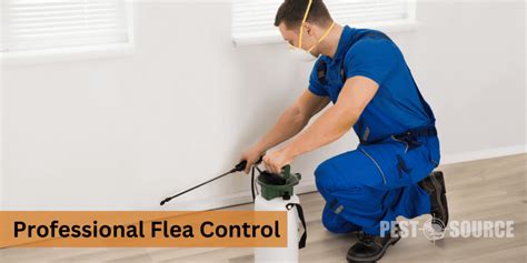 The Professional Flea Treatment Process