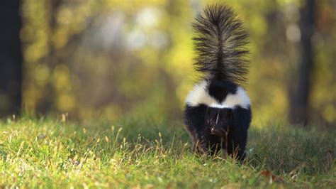 The Purpose of Skunk Spray
