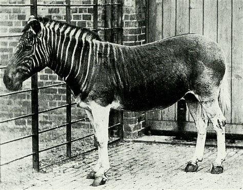 The Quagga