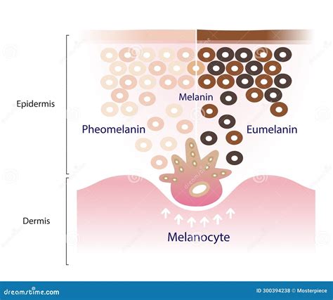 The Quality Difference: Core and Pigmentation