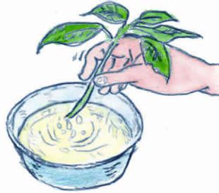 The Quick Dip Method