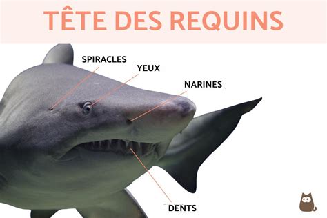 The Ultimate Requin Parental Companion: Your Definitive Guide to Navigating the Depths of Parenthood with Ease