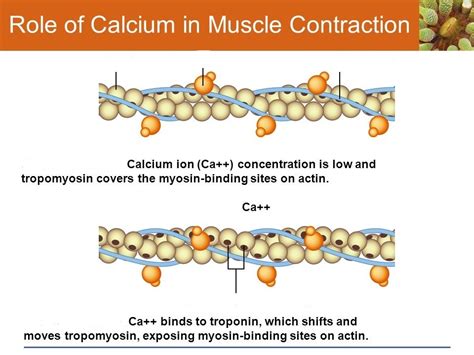The Role Of Calcium In Muscle Contraction