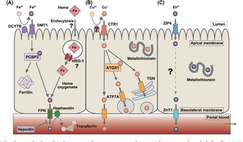 The Role Of Copper In Iron Absorption