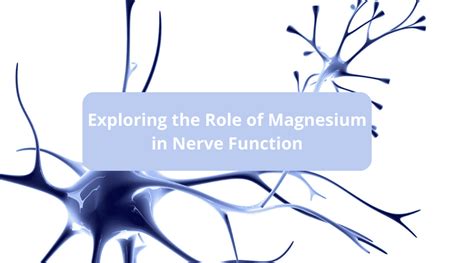 The Role Of Magnesium In Nerve Function