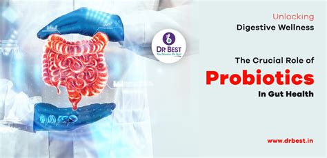 The Role Of Probiotics In Digestive Health