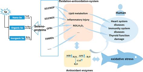 The Role Of Selenium In Defending Against Oxidative Damage