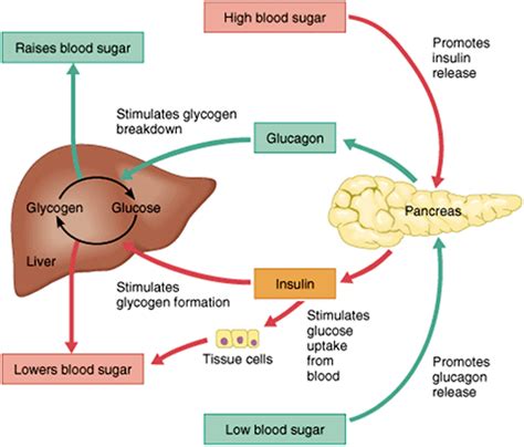 The Role of Blood Sugar Control