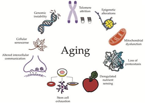 The Role of Genetics and Aging