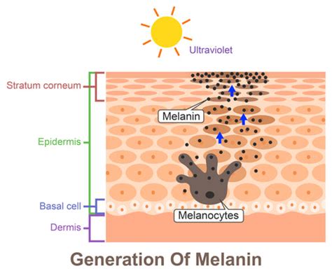 The Role of Melanin