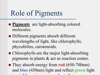 The Role of Pigments Image