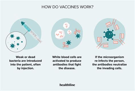 The Role of Vaccination
