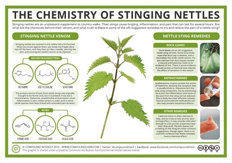 The Root of the Problem: Nettle Biology