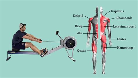 The Rowing Machine Advantage for Muscle Growth
